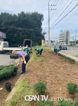 국화꽃 향기 흐르는 포승읍으로 놀러오세요!