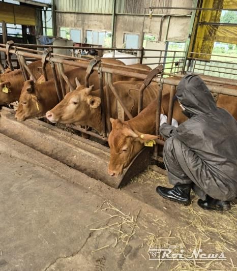 용인특례시가 시장에 출하하거나 거래하는 한우를 대상으로 럼피스킨 백신접종 증명서 휴대의무화를 시행했다.