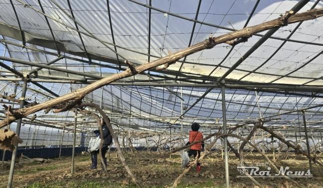 안성시 농업인학습단체, 피해 농가 복구 봉사활동 실천