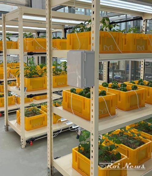 약용작물 시설재배