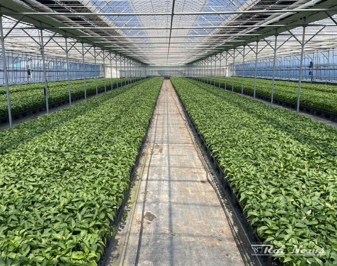 평택시, ‘2026년도 복합내병계 고추묘 보급 사업’ 신청 접수